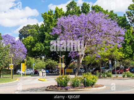 Edith Cowan University und Jacaranda Bäume in voller Blüte in Perth, Western Australia. Stockfoto