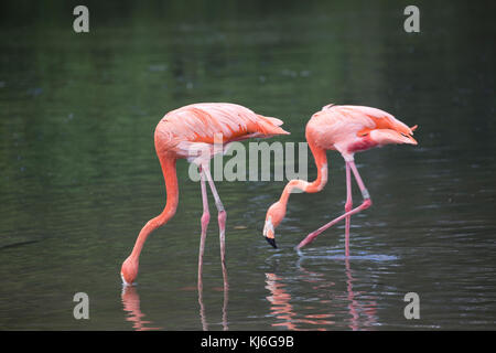 Zwei karibischen Flamingo phoenicopterus ruber ruber Fütterung Slimbridge Wildfowl & Wetlands Trust uk Stockfoto