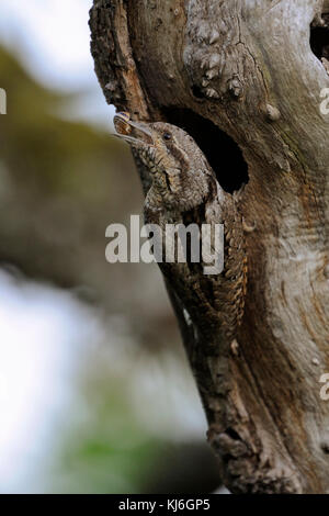 Eurasischen Wendehals (Jynx torquilla) vor seinem Nest Loch gehockt, tragen, halten ein Schneckenhaus im Schnabel, typische Verschachtelung verhalten, Europa. Stockfoto