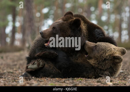 Europäische Braunbären / Braunbären ( Ursus arctos ), zwei Jugendliche beatnicks, Ringen, Toben, kämpfen, im spielerischen Kampf, Krafttraining und Stockfoto