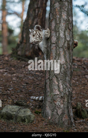 Bengaler Tiger ( Panthera tigris ), weißes, junges, verspieltes Tier, heranwachsen, auf Hinterbeinen hinter einem Baum stehend, mit seinen Pfoten am Baum festhaltend. Stockfoto