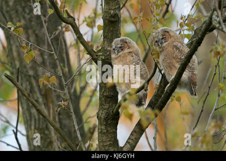 Eule (Strix aluco), junge Jungvögel, mausende Jugendliche, in einem Baum thront, über Tag schlafen, niedlich und lustig, Tierwelt, Europa. Stockfoto