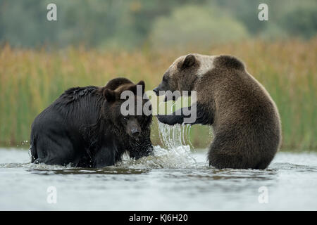 Eurasische Braunbären / Europäische Braunbären ( Ursus arctos ) Kämpfen, kämpfen, spielerisch kämpfen im seichten Wasser eines Sees, Europa. Stockfoto