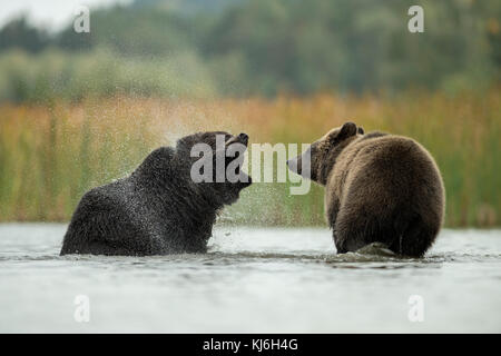 Braunbär / Braunbaeren ( Ursus arctos ), junge Jugendliche, im Flachwasser stehend, Wasser aus nassem Fell schüttelnd, sieht lustig aus, Europa. Stockfoto