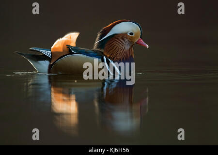 Mandarinente (Aix galericulata), bunte Drake in der Zucht Kleid, schwimmt in der Nähe, windstill Tag, im letzten Licht, schöne Reflexionen, Europa. Stockfoto