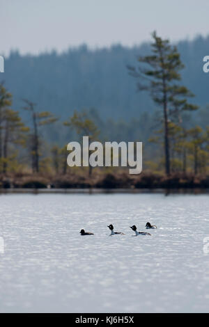 GoldenEye / Schellente ( Bucephala clangula ), drei Rüden in Zuchtkleidung jagen ein Weibchen, umherlaufen auf einem See, in der Ferne, Schweden, Skandinavien. Stockfoto