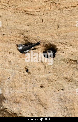 Sand Martin/Bank Schwalben/Uferschwalben (Riparia riparia) Kolonie, an Thier nest Löcher in die Steigung einer Sandgrube, Wildlife, Europa thront. Stockfoto