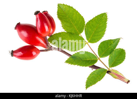 Kleine Niederlassung von Wild Rose mit rotem Briar Früchte. Rosa Canina. Schöne reife Hagebutten mit grünen Blättern auf weißem Hintergrund. Stockfoto