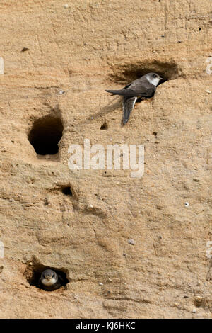 Sand Martin/Bank Schwalben/Uferschwalben (Riparia riparia) Kolonie, an Thier nest Löcher in die Steigung einer Sandgrube, Wildlife, Europa thront. Stockfoto