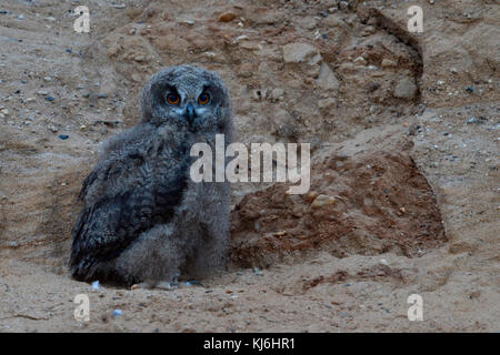 Uhu/europäischer Uhu (Bubo bubo), junges Küken, Owlet im Sandkasten, in der Dämmerung, Wildlife, Europa. Stockfoto