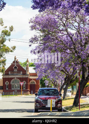 Jacaranda Bäume in voller Blüte in Leake St North Perth und die North Perth Lesser Town Hall, Perth, Western Australia. Stockfoto