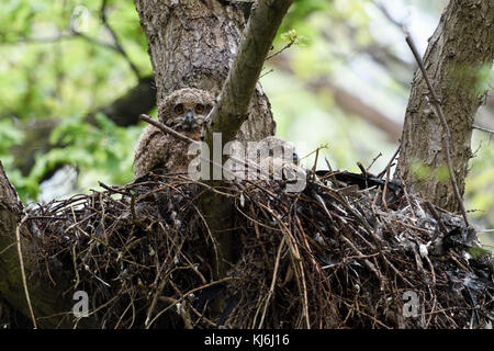 Eurasische Eule ( Bubo bubo ) Nachkommen, zwei junge Küken, Eulen, in ihrem erhöhten Nest hoch oben in einem Baum, Wildtiere, Europa gehockt. Stockfoto