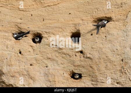 Sand Martin/Bank Schwalben/Uferschwalben (Riparia riparia) Kolonie, an Thier nest Löcher in die Steigung einer Sandgrube, Wildlife, Europa thront. Stockfoto