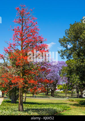 Jacaranda Baum und Illawarra Flame Tree in voller Blüte im Hyde Park, Perth, Western Australia. Stockfoto