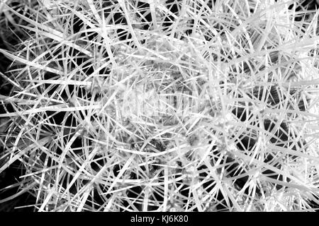 Abstrakte Sicht von Cactus center mit Nadeln in Schwarz und Weiß/closeup Cactus Nadeln Hintergrund Stockfoto