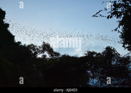 Fledermäuse fliegen aus einer Höhle in Battambang, Kambodscha. Die Höhlen mehr als 3 Million Haus Tiere und sind einzigartig nach Kambodscha. Stockfoto