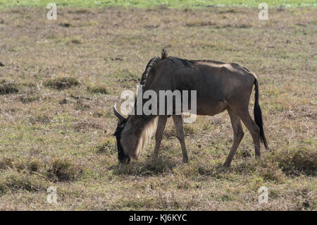 Beweidung brindle Gnu (connochaetes Taurinus) Stockfoto