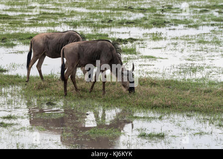 Beweidung brindle Gnu (connochaetes Taurinus) Stockfoto