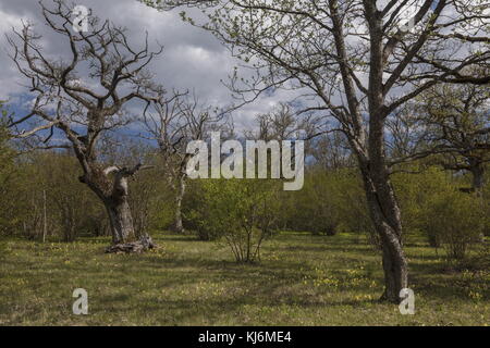 Loode Eichenholz im Frühjahr, mit Cowslips, Primula Veris und anderen Blumen. Saaremaa, Estland. Stockfoto