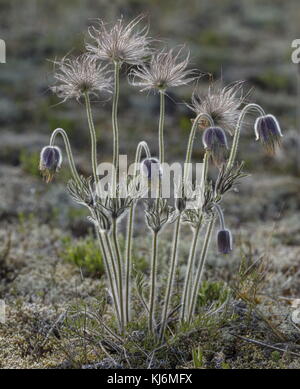 Kleine Pasque Blume, Pulsatilla pratensis, in Blüten und Früchten, auf sandigem Küstenboden, Estland. Stockfoto