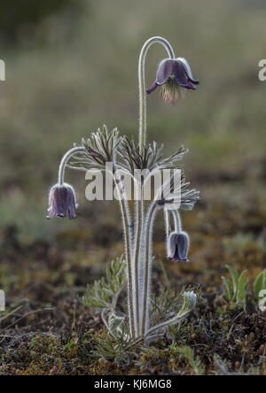 Kleine Pasque Blume, Pulsatilla pratensis, in Blüten und Früchten, auf sandigem Küstenboden, Estland. Stockfoto