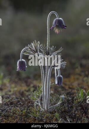 Kleine Pasque Blume, Pulsatilla pratensis, in Blüten und Früchten, auf sandigem Küstenboden, Estland. Stockfoto