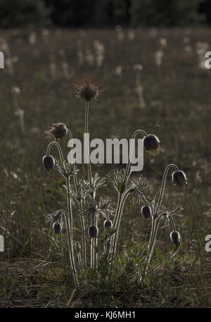 Kleine Pasque Blume, Pulsatilla pratensis, in Blüten und Früchten, auf sandigem Küstenboden, Estland. Stockfoto