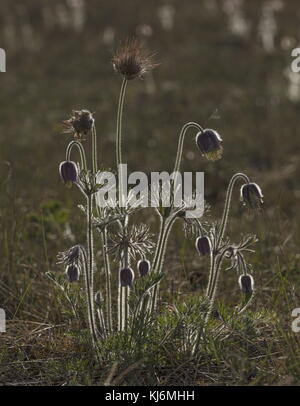 Kleine Pasque Blume, Pulsatilla pratensis, in Blüten und Früchten, auf sandigem Küstenboden, Estland. Stockfoto