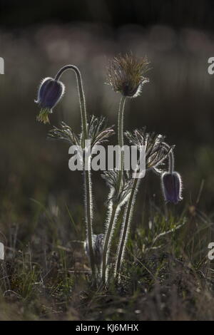 Kleine Pasque Blume, Pulsatilla pratensis, in Blüten und Früchten, auf sandigem Küstenboden, Estland. Stockfoto