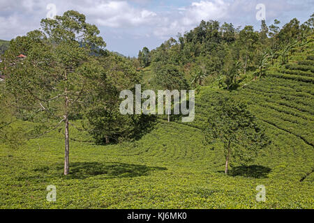 Terrassierte Teeplantagen an den Hängen des Berges Gunung lawu lawu / in der Nähe von Solo/Surakarta, Central Java, Indonesien Stockfoto