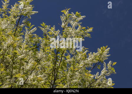 Bird cherry, Prunus padus, in Blüte im Frühjahr. Stockfoto