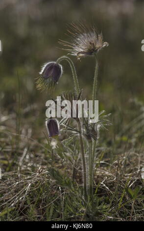 Kleine Pasque Blume, Pulsatilla pratensis, in Blüten und Früchten, auf sandigem Küstenboden, Estland. Stockfoto