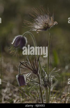 Kleine Pasque Blume, Pulsatilla pratensis, in Blüten und Früchten, auf sandigem Küstenboden, Estland. Stockfoto