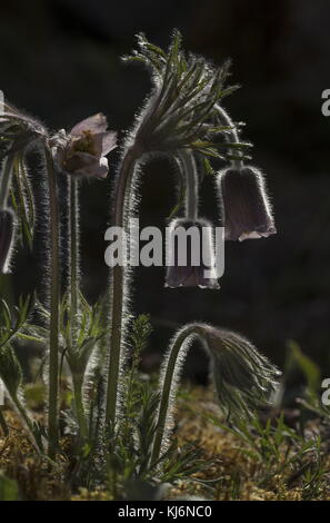 Kleine Pasque Blume, Pulsatilla pratensis, in Blüte, auf sandigem Küstenboden, Estland. Stockfoto