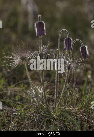 Kleine Pasque Blume, Pulsatilla pratensis, in Blüten und Früchten, auf sandigem Küstenboden, Estland. Stockfoto