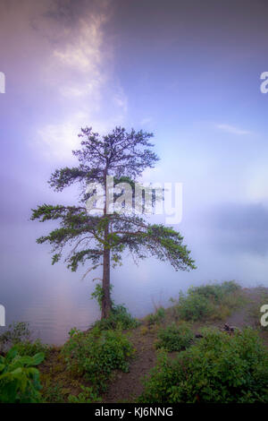 Einsamer Baum auf nebligen See Stockfoto