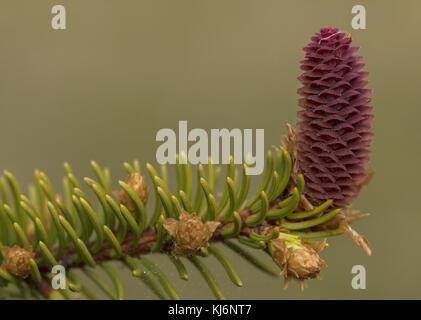 Junge weibliche Kegel von Fichte, Picea abies. Stockfoto