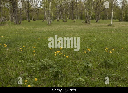 Glockenblumen, Trollius europaeus, auf großer bewaldeter Wiese bei Nedrema, Estland. Stockfoto