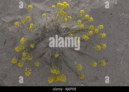 Form des Gebirges Alison, Alyssum montanum ssp gmelinii, auf Dünen in Estland. Stockfoto