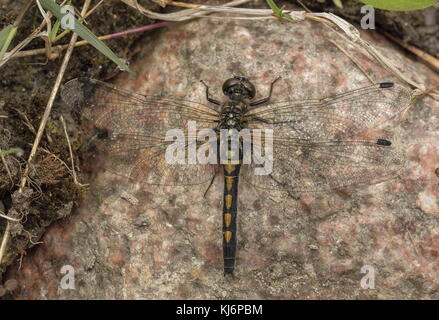 Weissgesicht-Darter, Leucorrhinia rubicunda, ließ sich bei kühlem, feuchtem Wetter auf Felsen nieder. Estland. Stockfoto