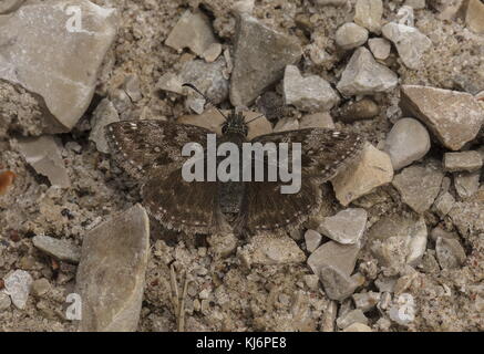 Männlicher schmutziger Skipper, Erynnis tagt sich an einem kühlen Frühlingstag. Stockfoto