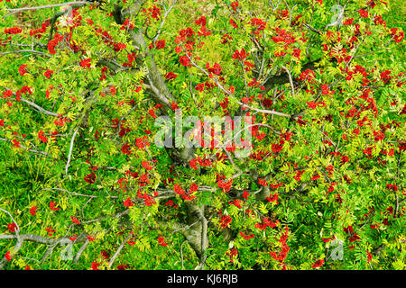 Sorbus aucuparia, Rowan oder Berg - Esche Vordach mit rote reife Früchte. Rowan Tree Krone Antenne Top View. natürliche Muster oder Hintergrund. Stockfoto