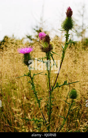 Stachelige plumeless Thistle blühende Pflanze im Herbst Wiese. fallen Grünland mit carduus acanthoides Blumen close up. Das Eulengebirge, Polen. Stockfoto