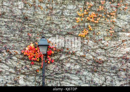 Ein Vintage Style street light durch rote Blätter der Reben gegen eine Wand im Herbst umgeben. Stockfoto