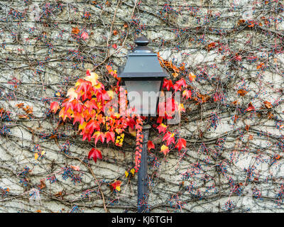 Ein Vintage Style street light Laterne durch rote Blätter der Reben gegen eine Wand im Herbst umgeben. Stockfoto