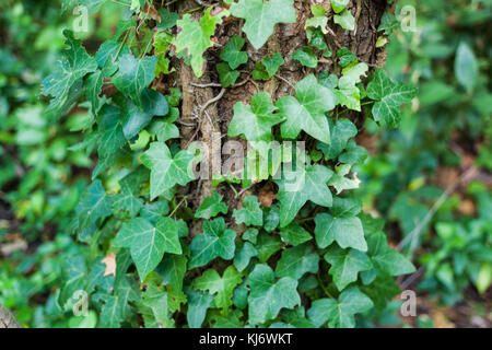 In der Nähe von Hedera helix oder gemeinsamen Efeu Blätter um Baumstamm Stockfoto
