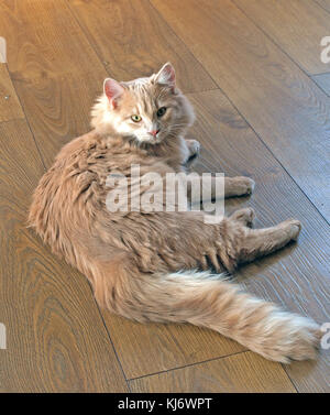 Licht rot Katze mit langen Haaren auf Laminatboden Blick in die Augen. Stockfoto