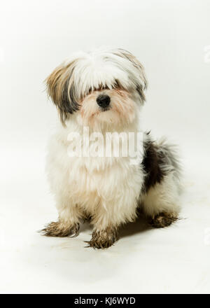 Maltesische enrage Hund auf weißem Hintergrund Stockfoto