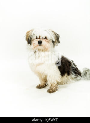 Maltesische enrage Hund auf weißem Hintergrund Stockfoto