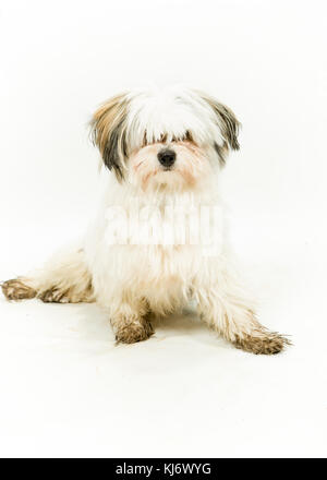 Maltesische enrage Hund auf weißem Hintergrund Stockfoto